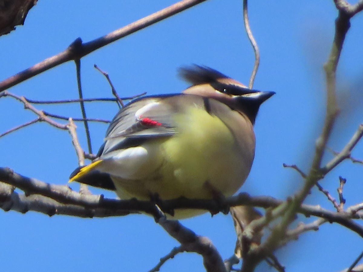 Cedar Waxwing - ML646141276
