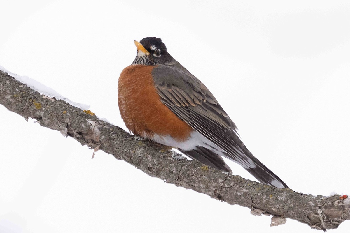 American Robin - ML646141277
