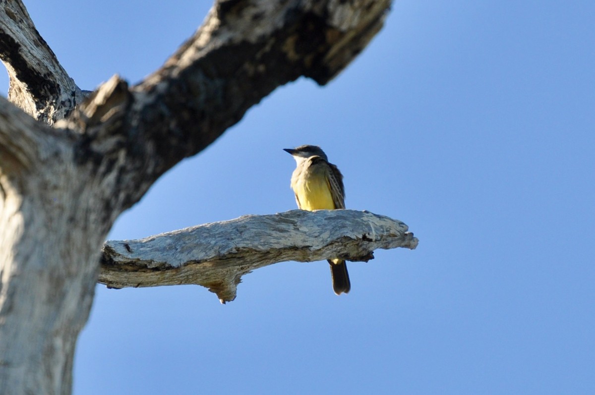 Cassin's Kingbird - ML646141279