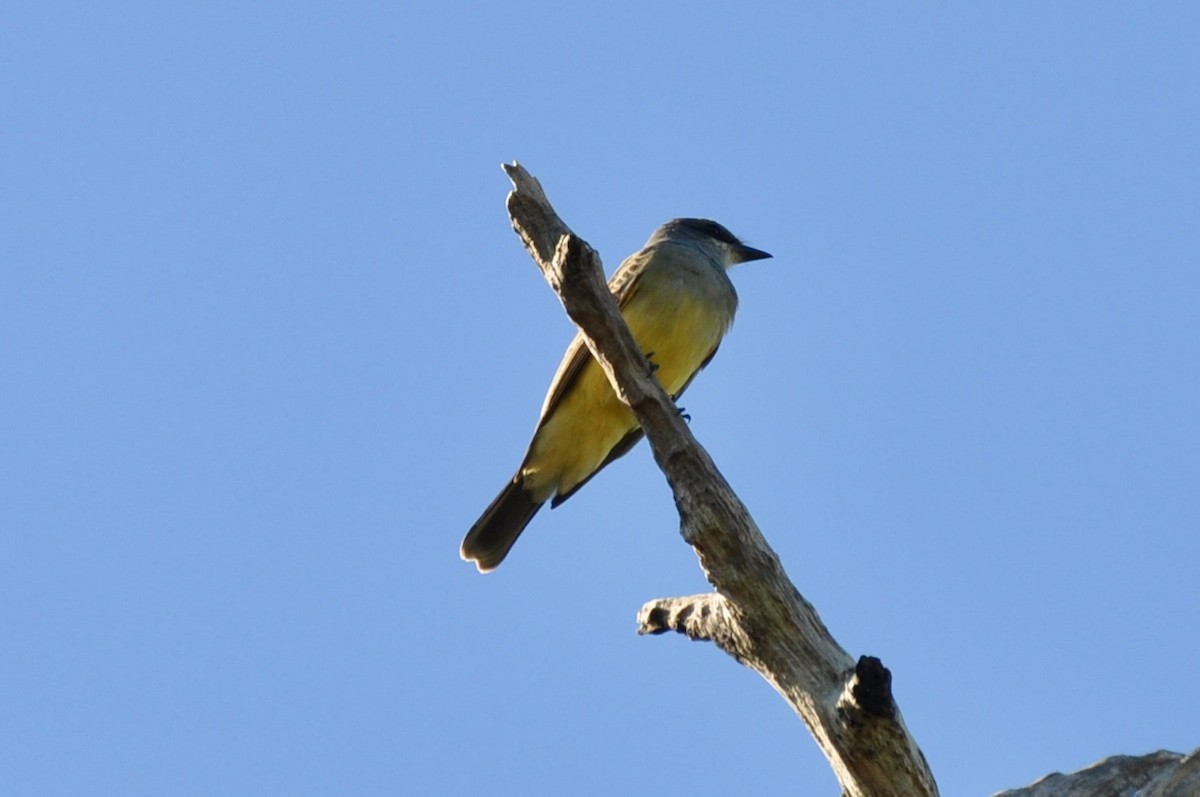Cassin's Kingbird - ML646141280