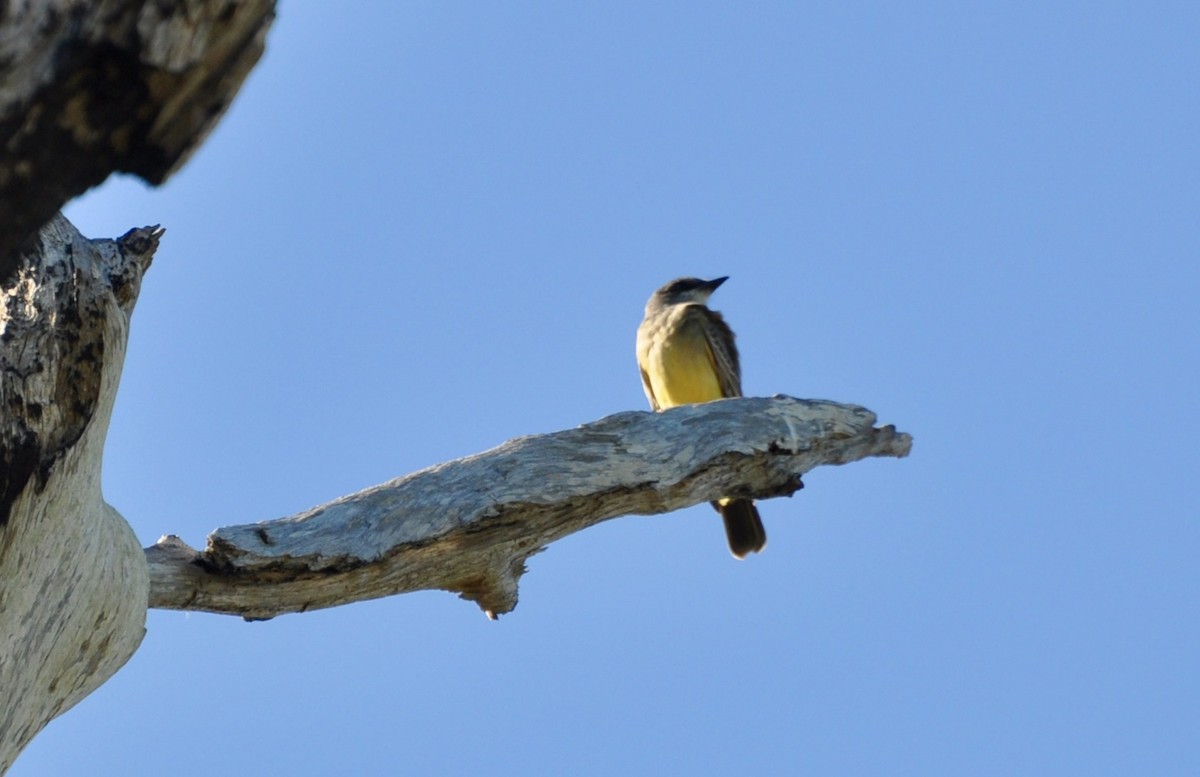 Cassin's Kingbird - ML646141281