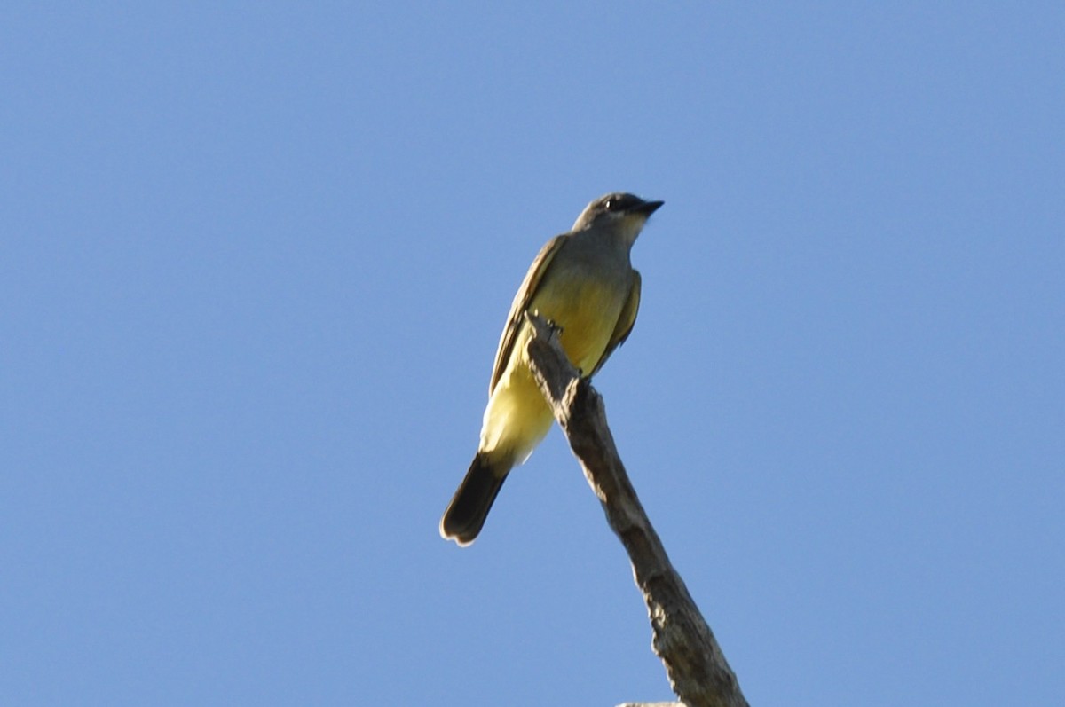 Cassin's Kingbird - ML646141282