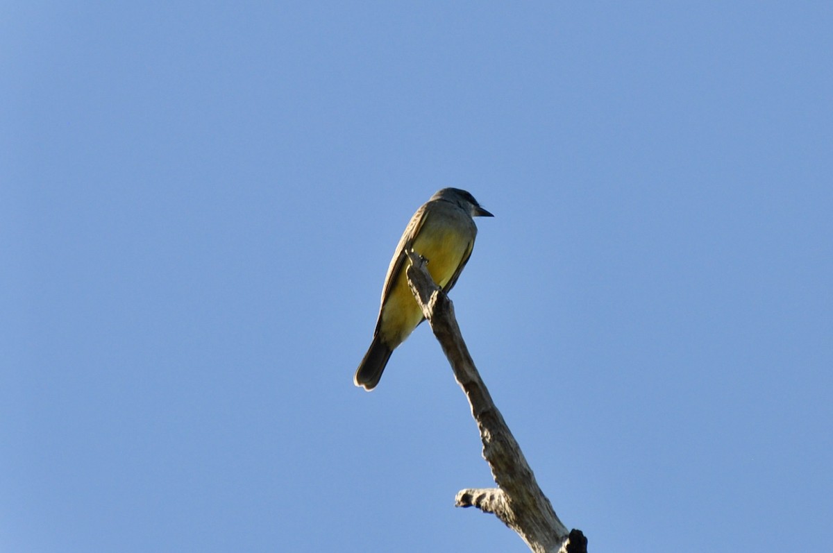 Cassin's Kingbird - ML646141283