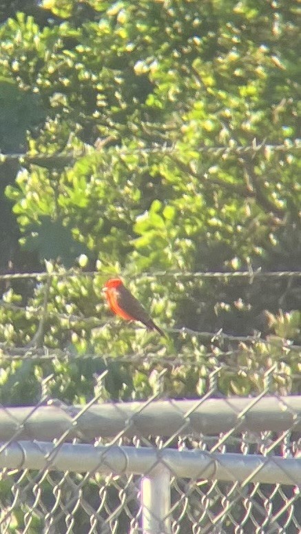 Vermilion Flycatcher - ML646141284