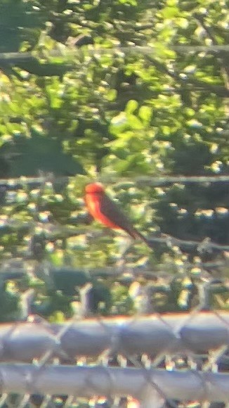Vermilion Flycatcher - ML646141285