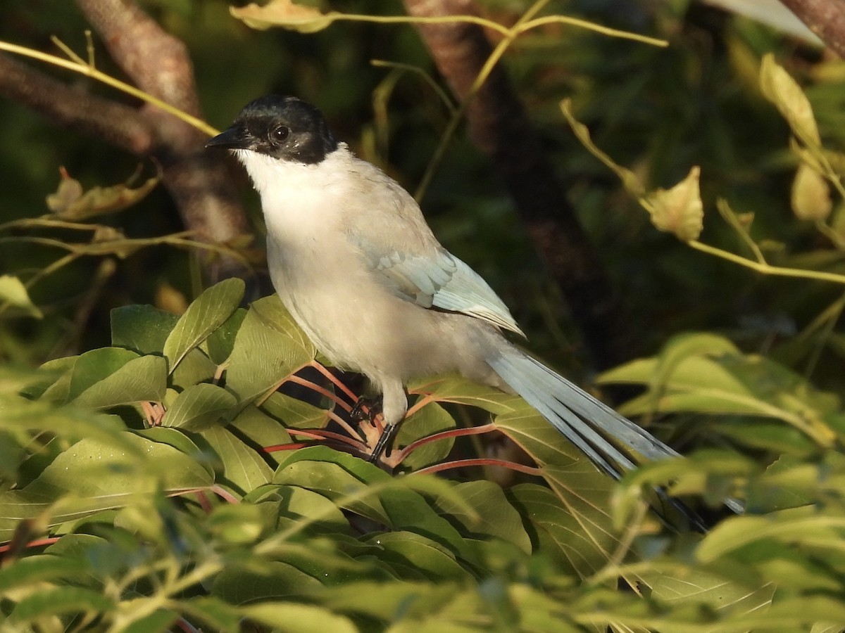 Azure-winged Magpie (Japanese) - ML646141286