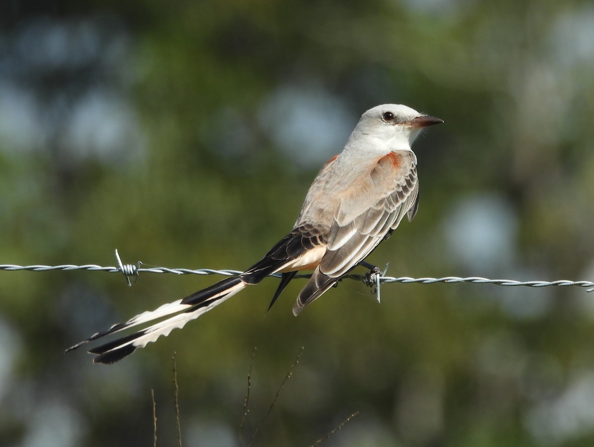Scissor-tailed Flycatcher - ML646141287