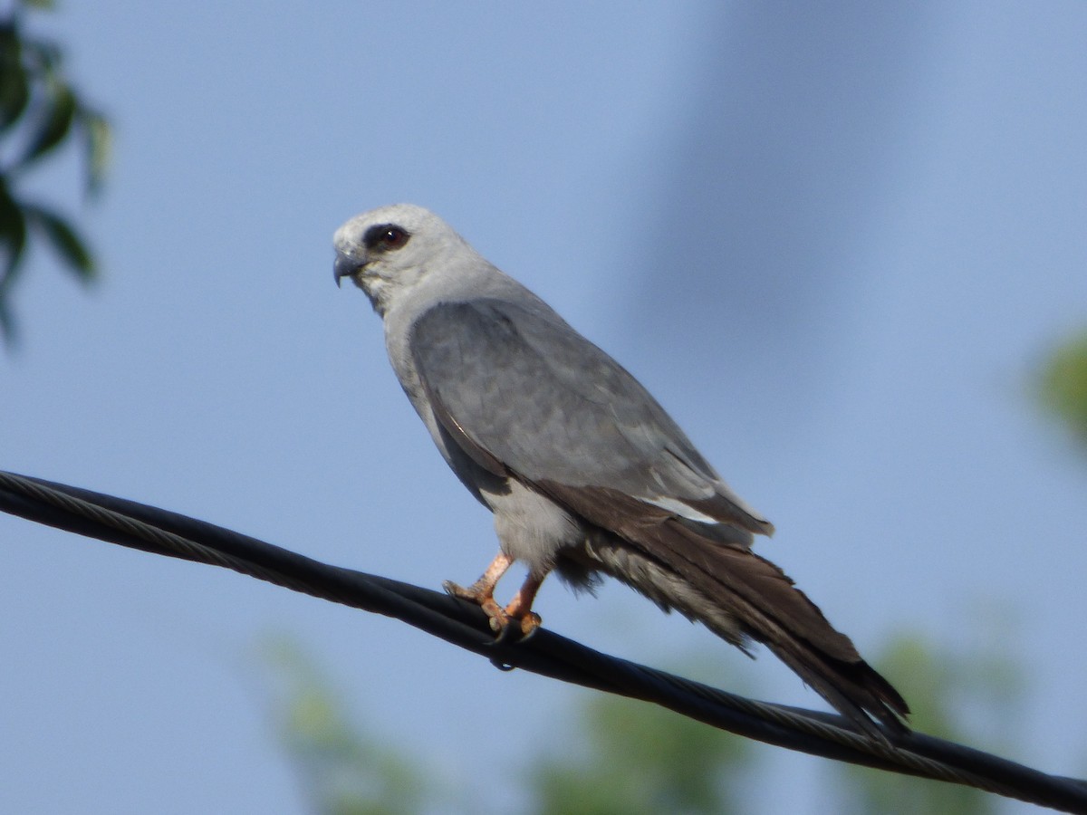 Mississippi Kite - ML646141288