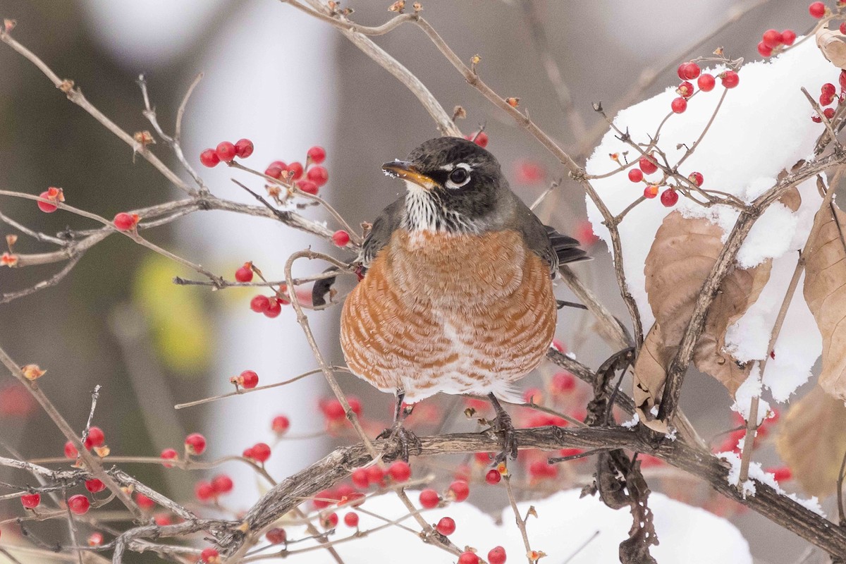 American Robin - ML646141289