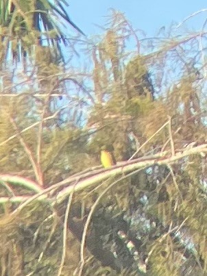 Western Tanager - ML646141307