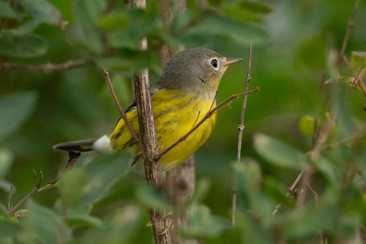 Magnolia Warbler - ML646141308
