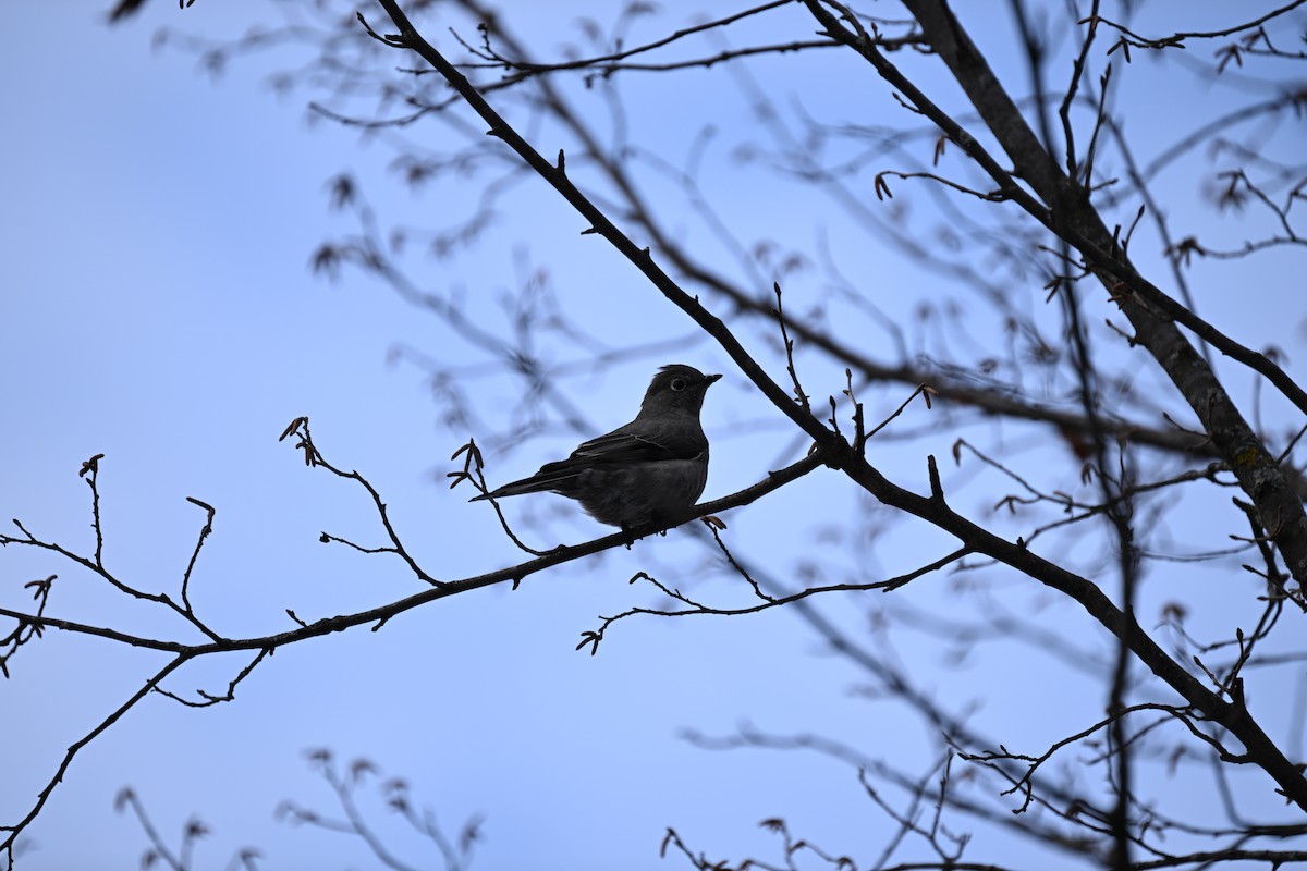 Townsend's Solitaire - ML646141309