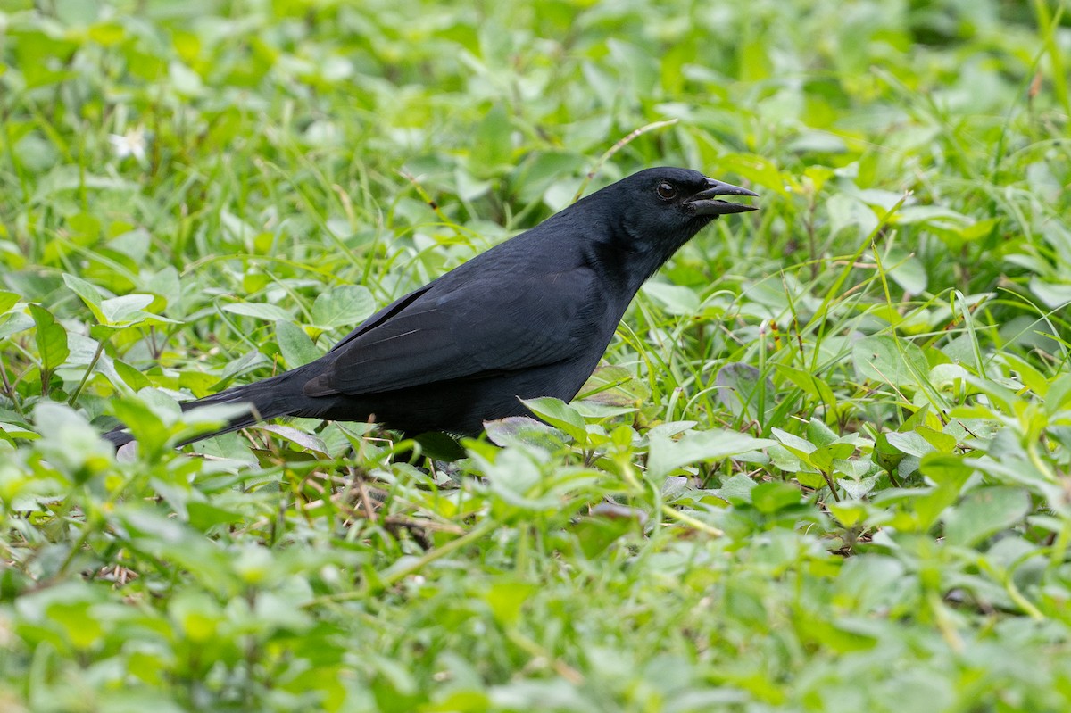 Melodious Blackbird - ML646141310