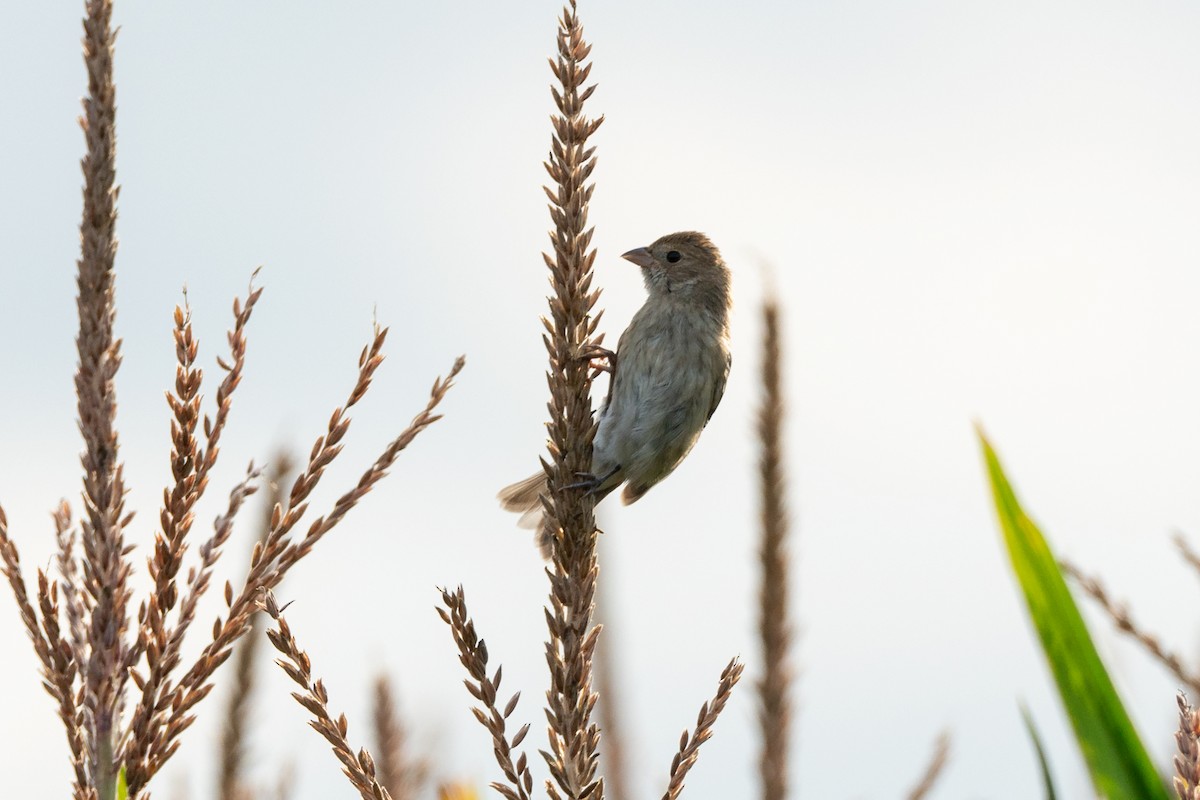 Indigo Bunting - ML646141311