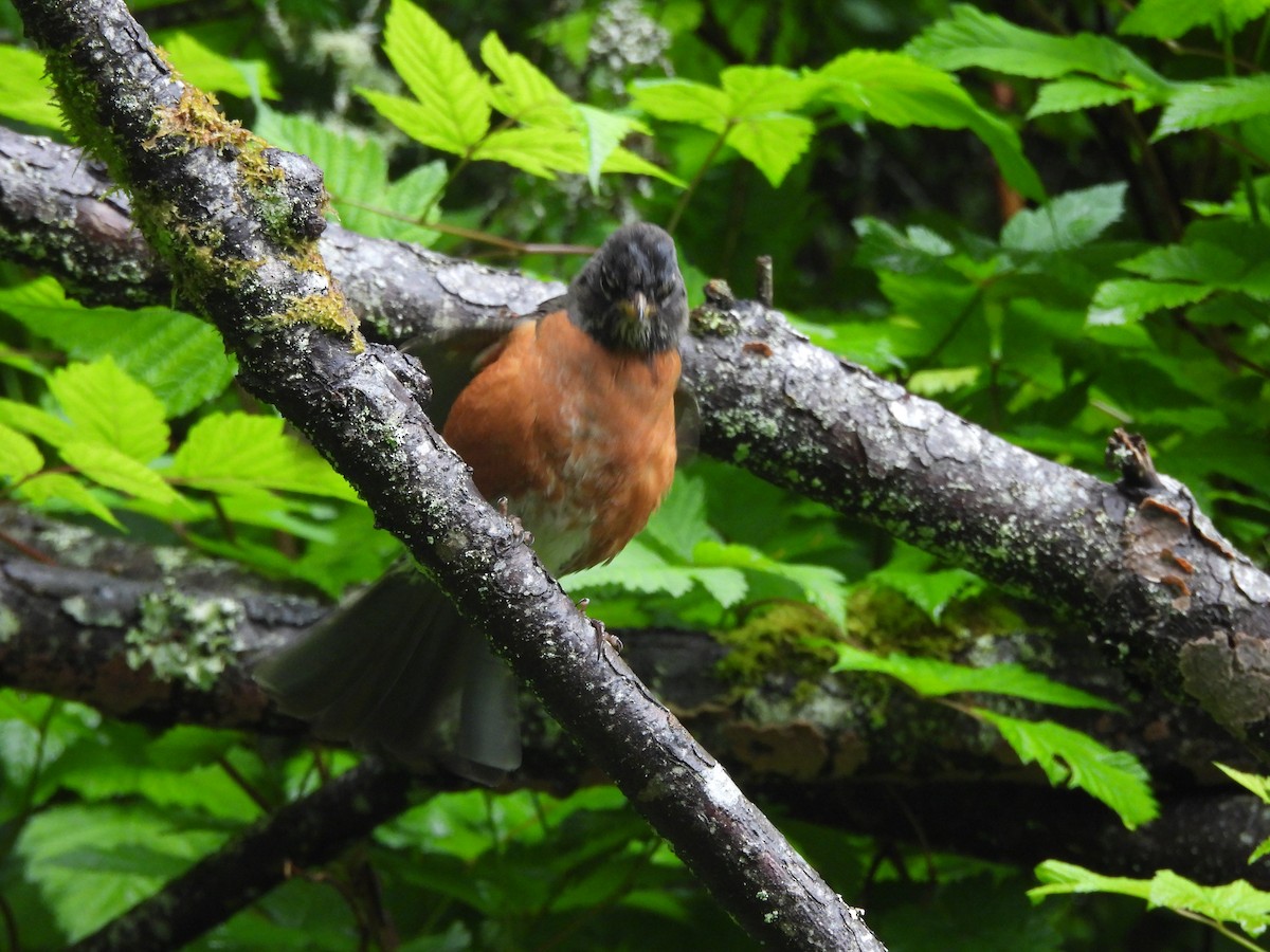 American Robin - ML646141312