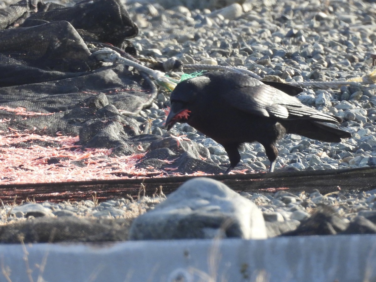 Carrion Crow (Eastern) - ML646141317