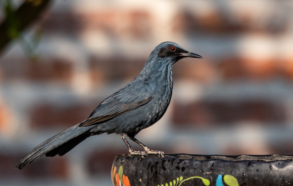 Kuitlakotxe urdina - ML646141320