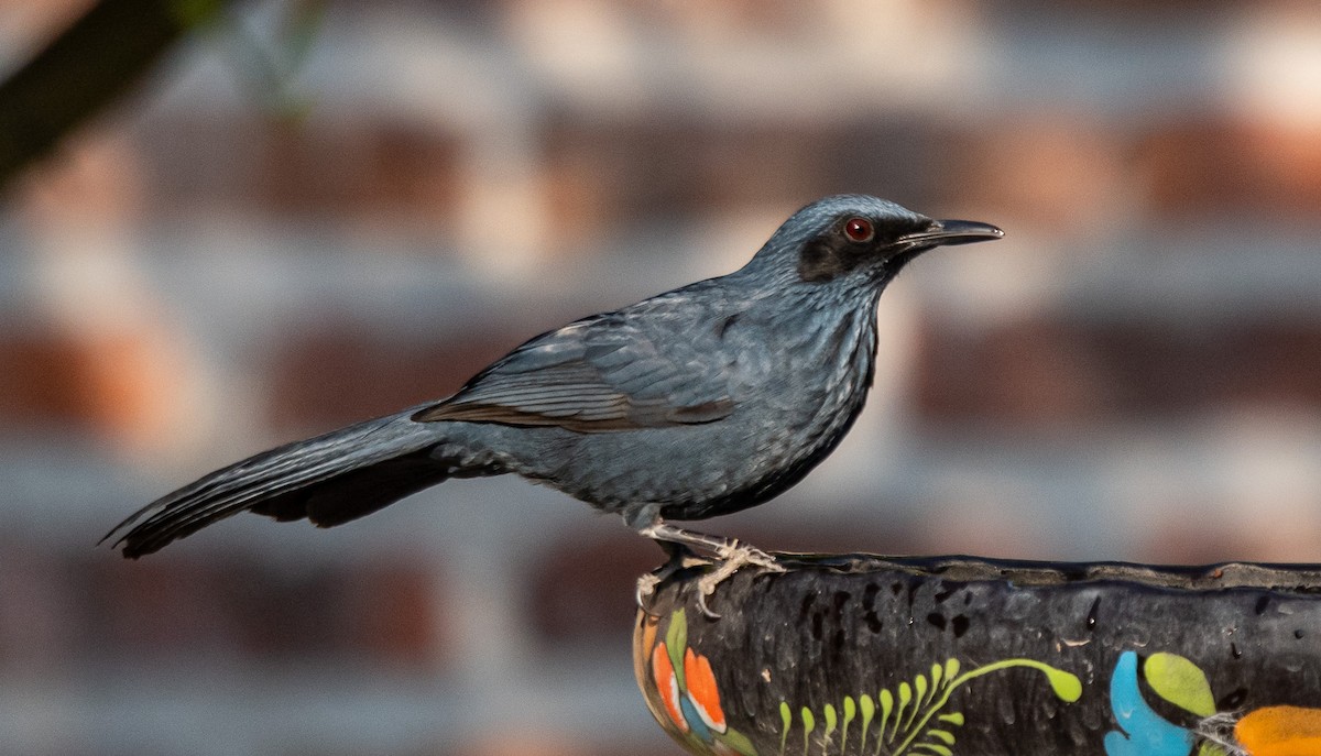 Kuitlakotxe urdina - ML646141321