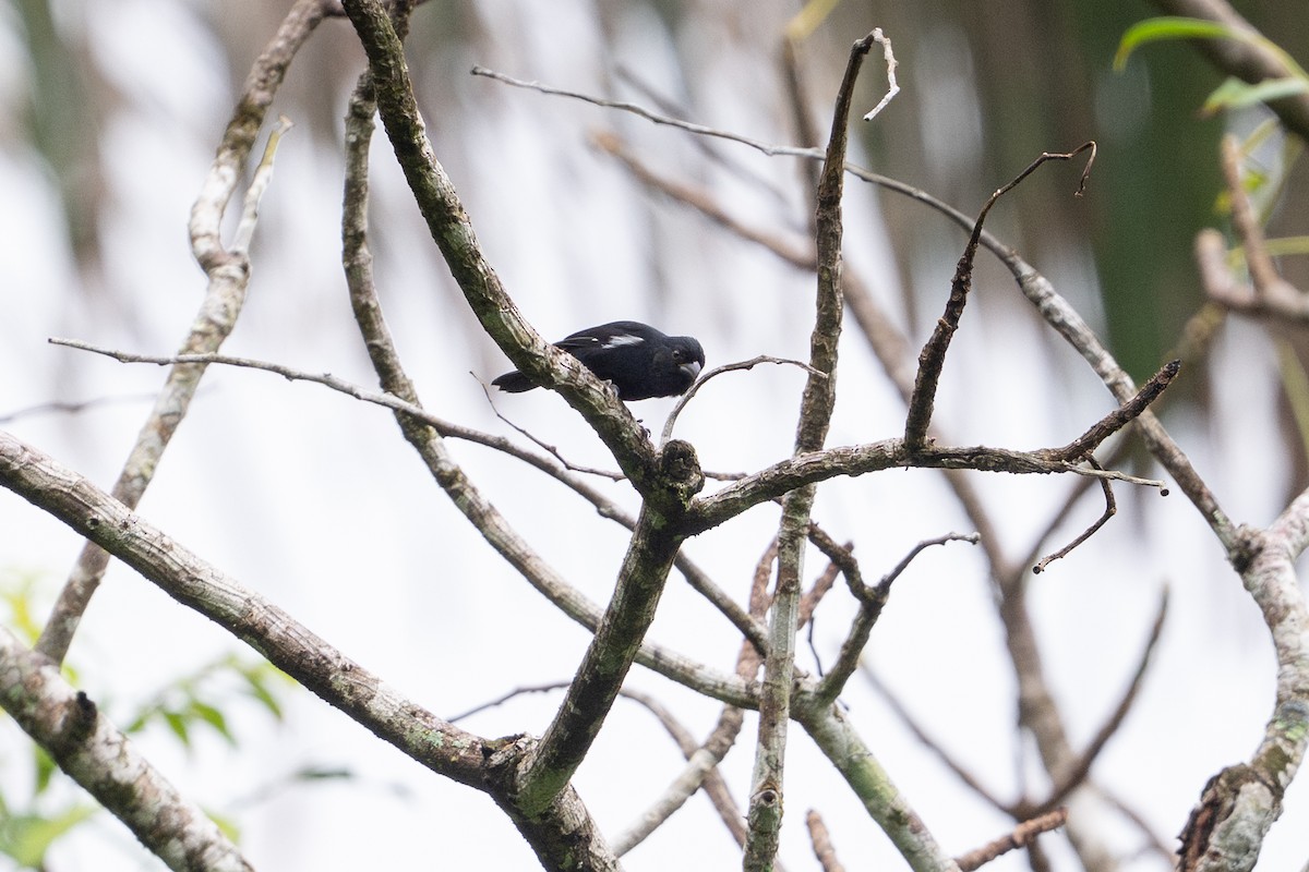 Variable Seedeater - ML646141322