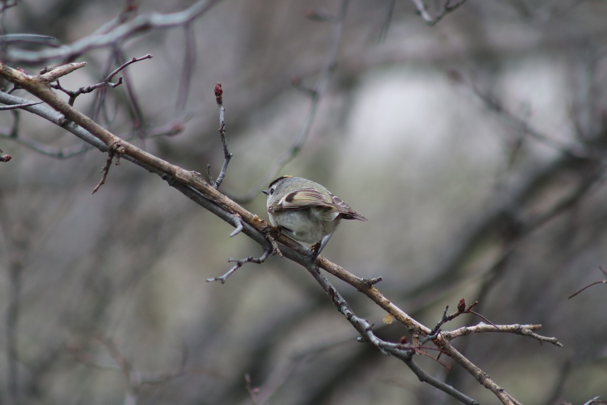 Golden-crowned Kinglet - ML646141327