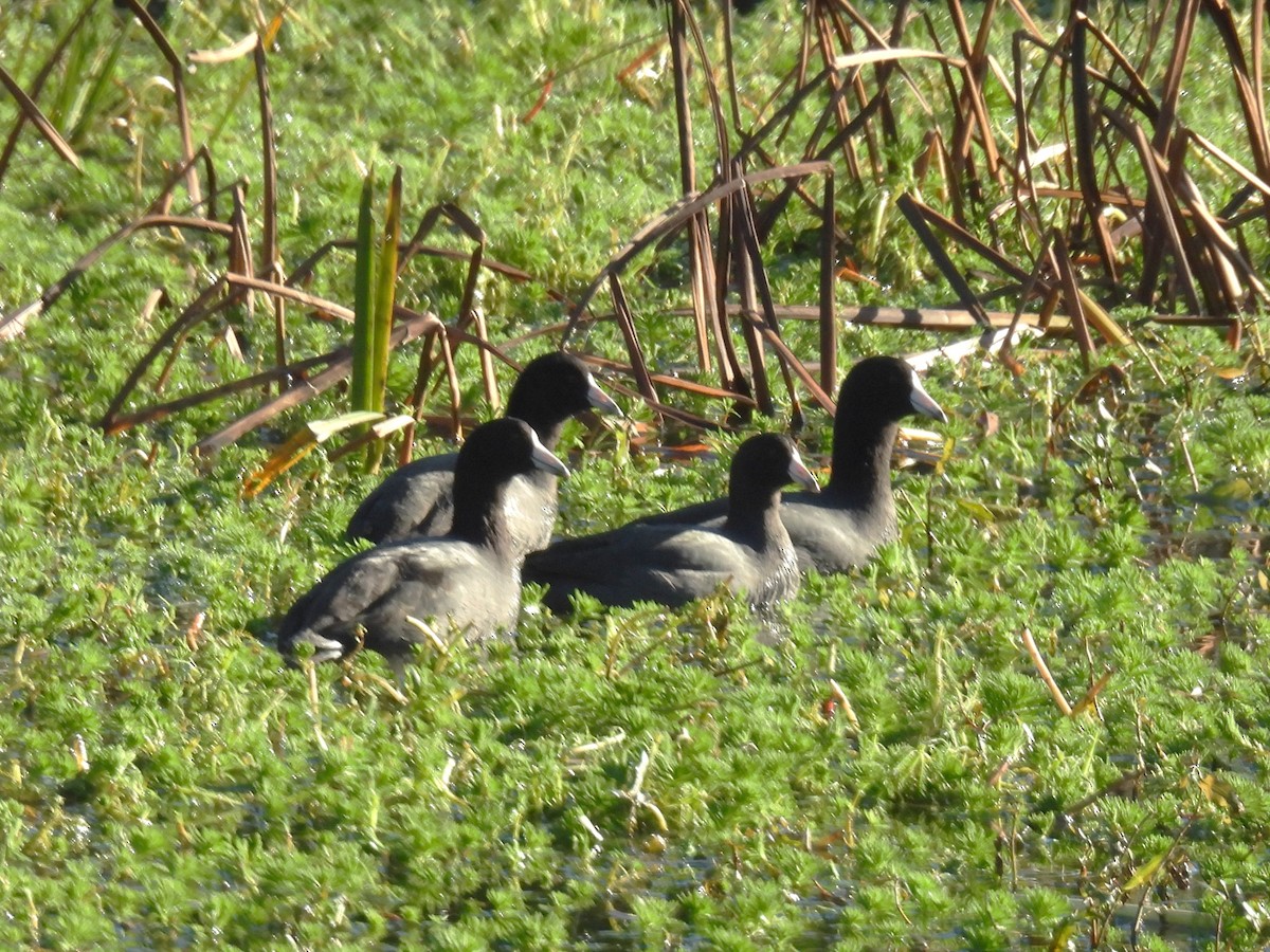 American Coot - ML646141329