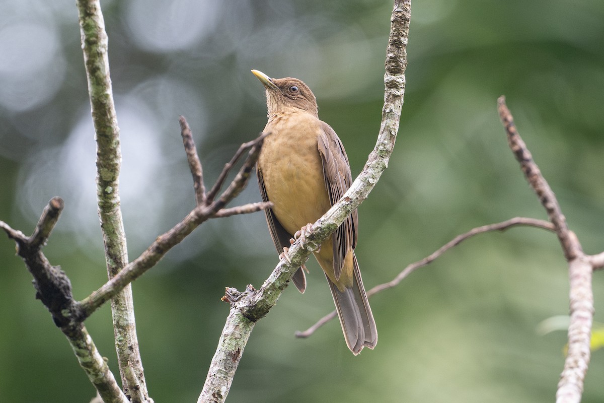 Clay-colored Thrush - ML646141332