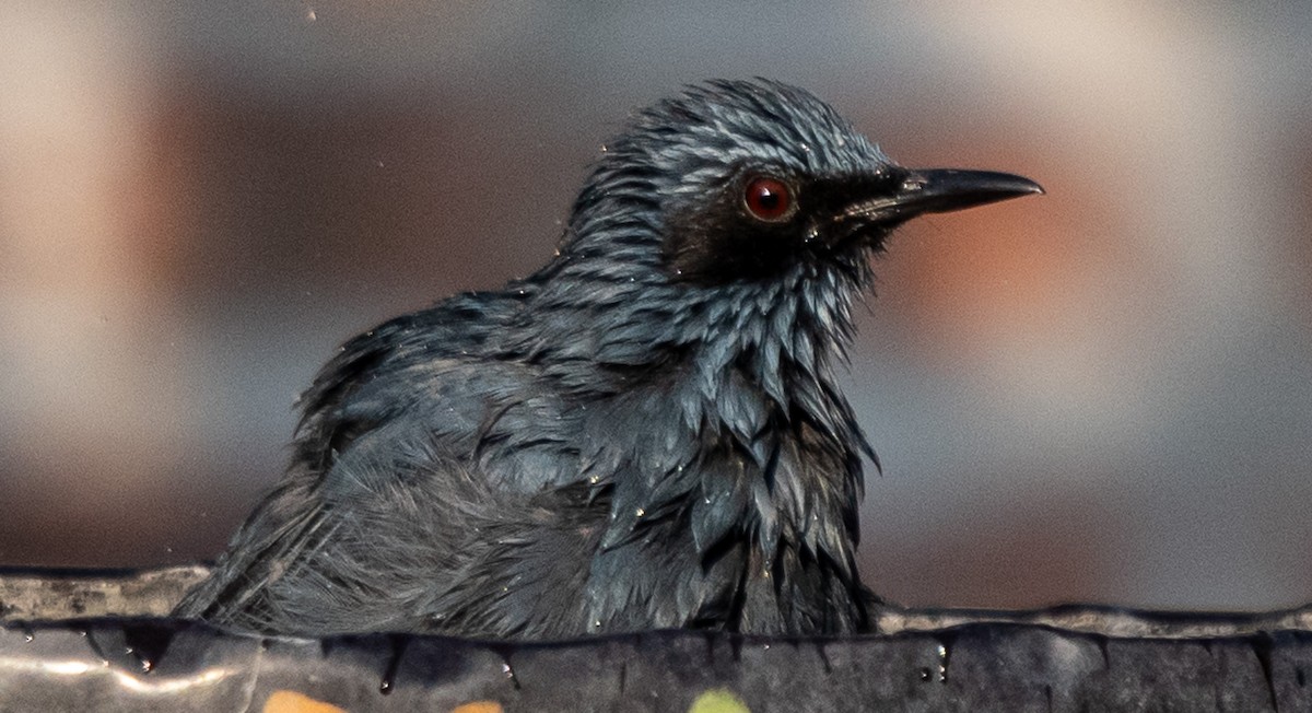 Kuitlakotxe urdina - ML646141334