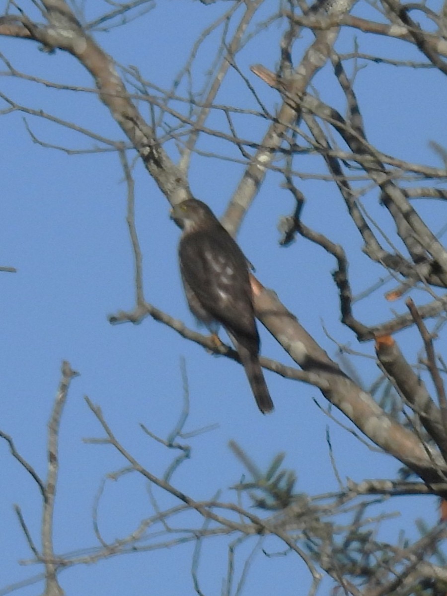 Sharp-shinned Hawk - ML646141335