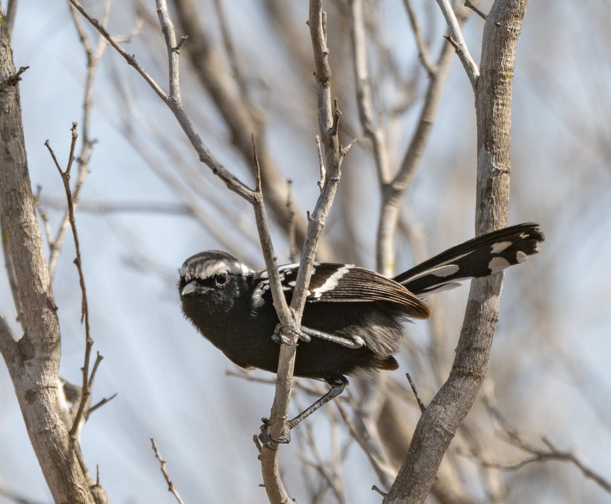 Black-bellied Antwren - ML646141337