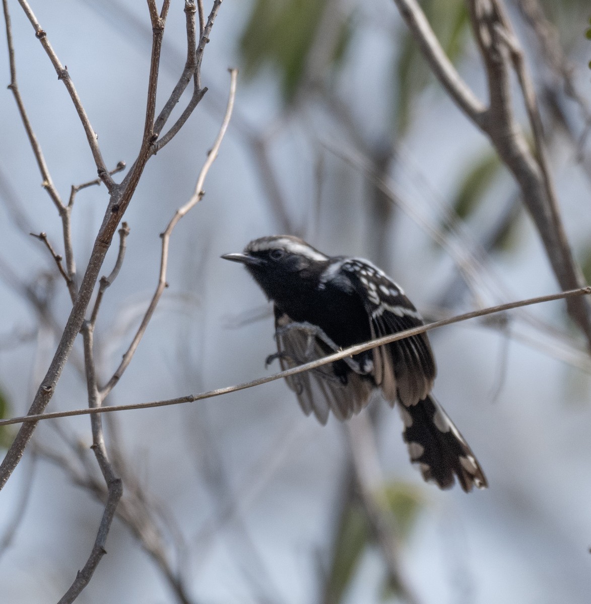 Black-bellied Antwren - ML646141338