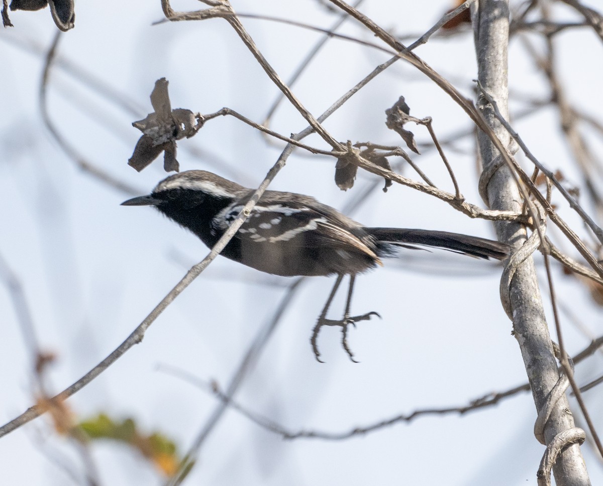 Black-bellied Antwren - ML646141339