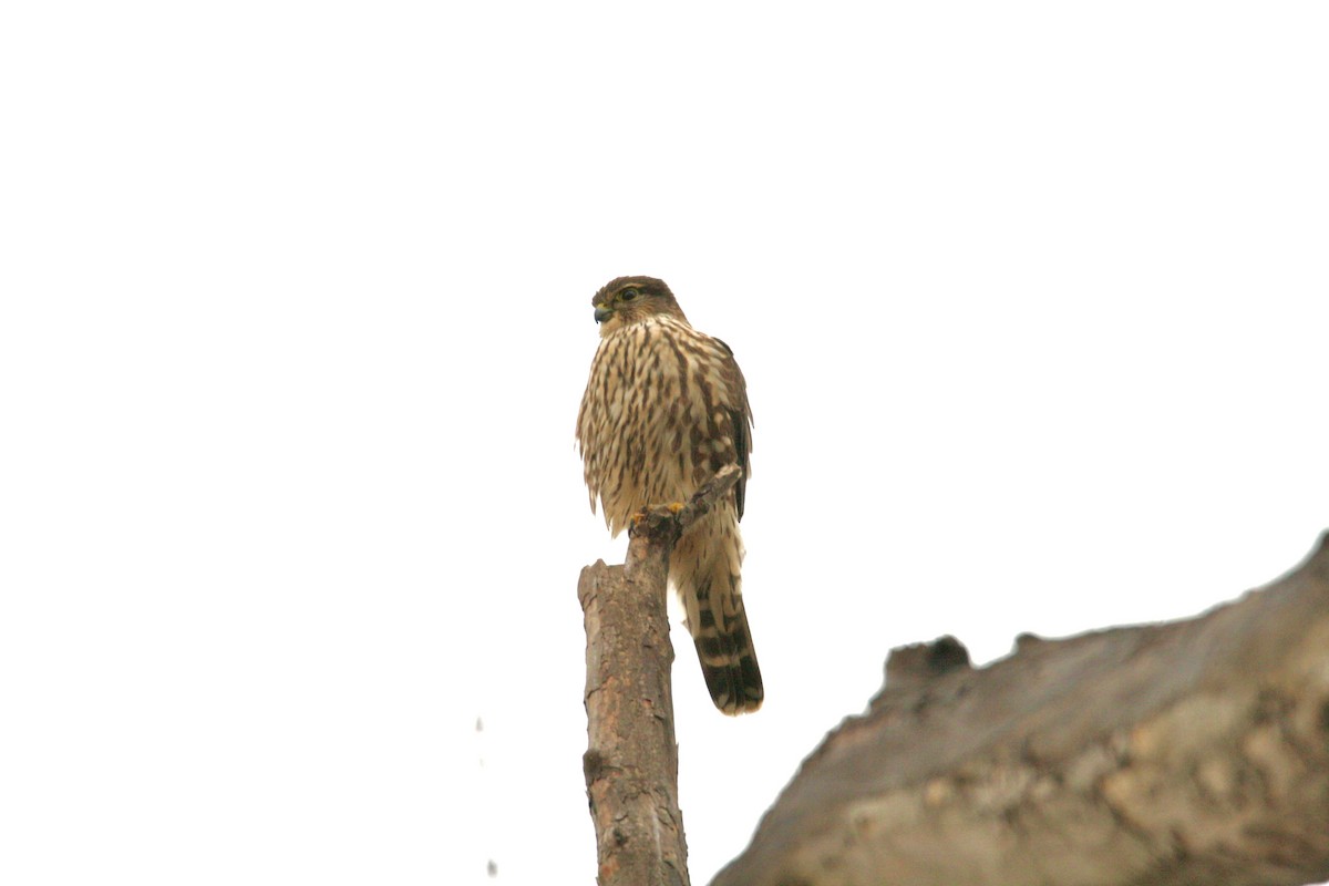 Belatz txikia - ML646141340