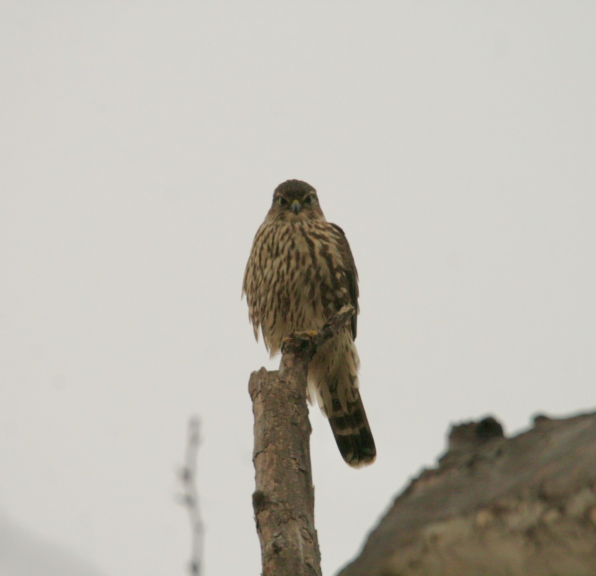 Belatz txikia - ML646141341