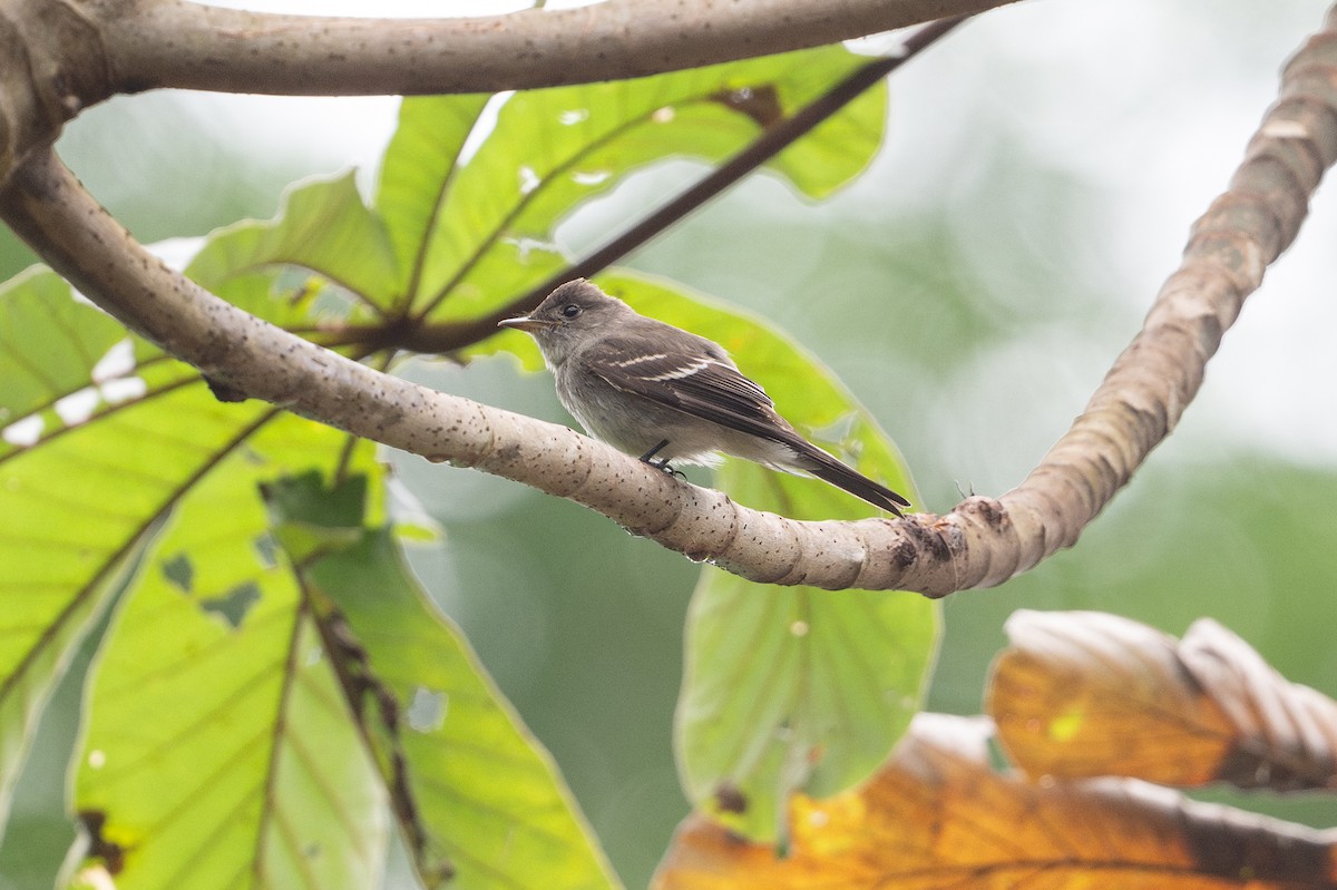 Northern Tropical Pewee - ML646141343
