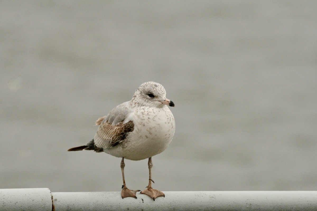 Delawareko kaioa - ML646141349