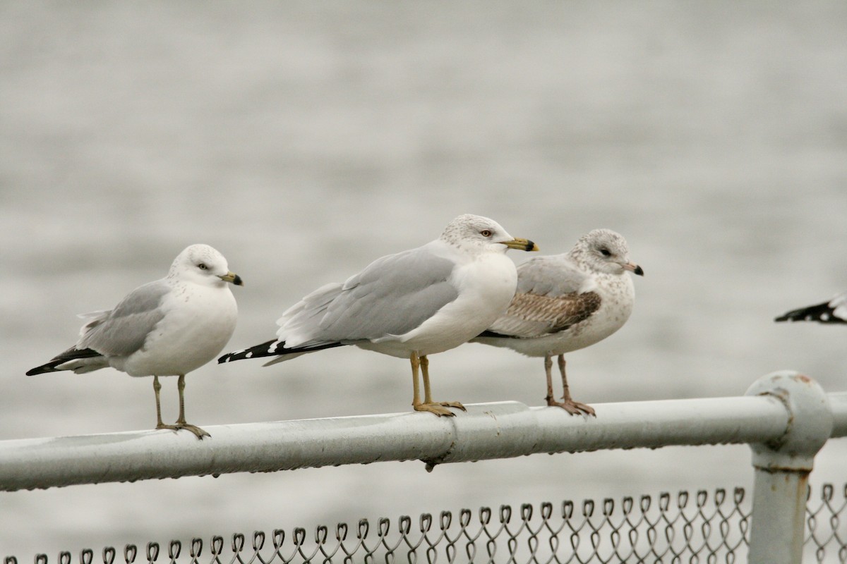 Delawareko kaioa - ML646141350