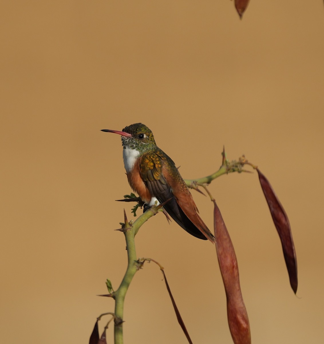 Amazilia Hummingbird - ML646141352