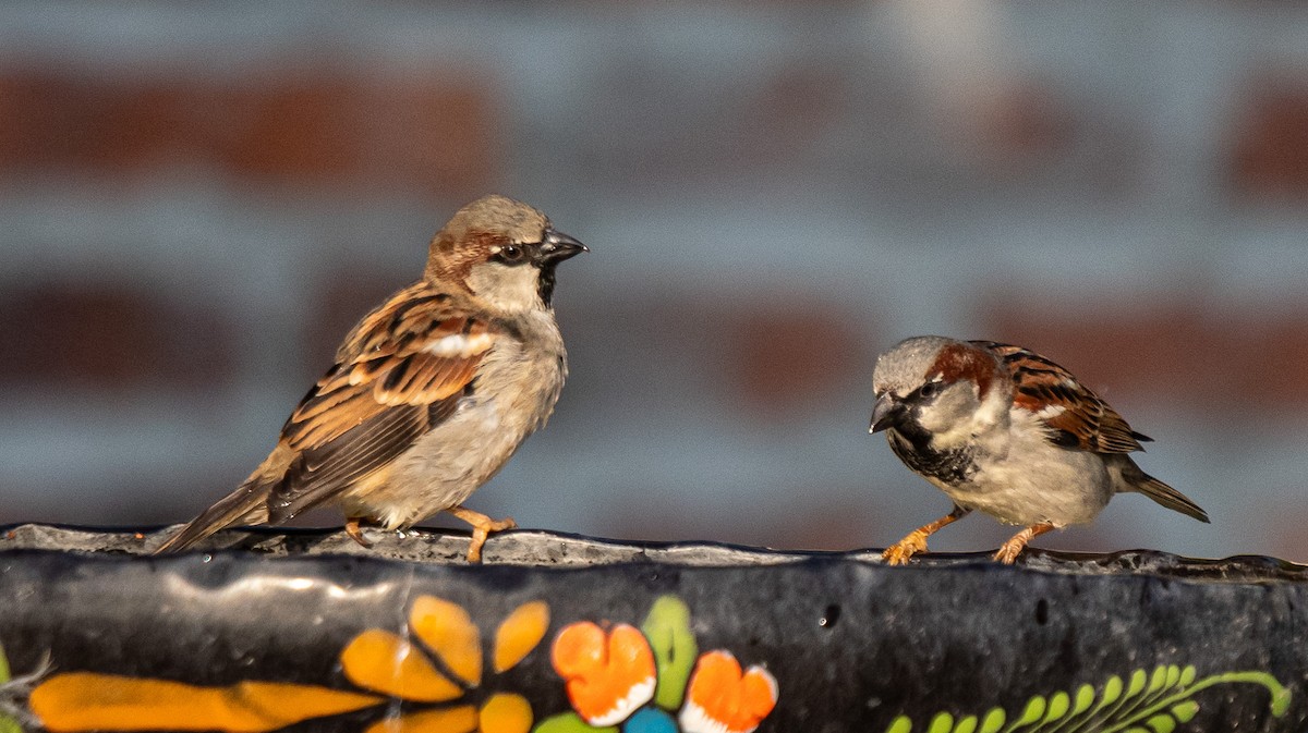 House Sparrow - ML646141353