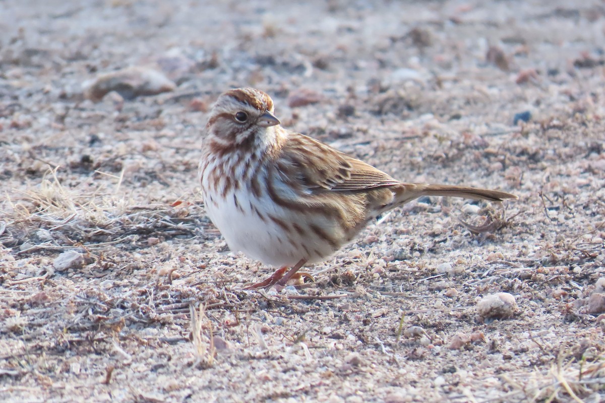 strnadec zpěvný - ML646141354