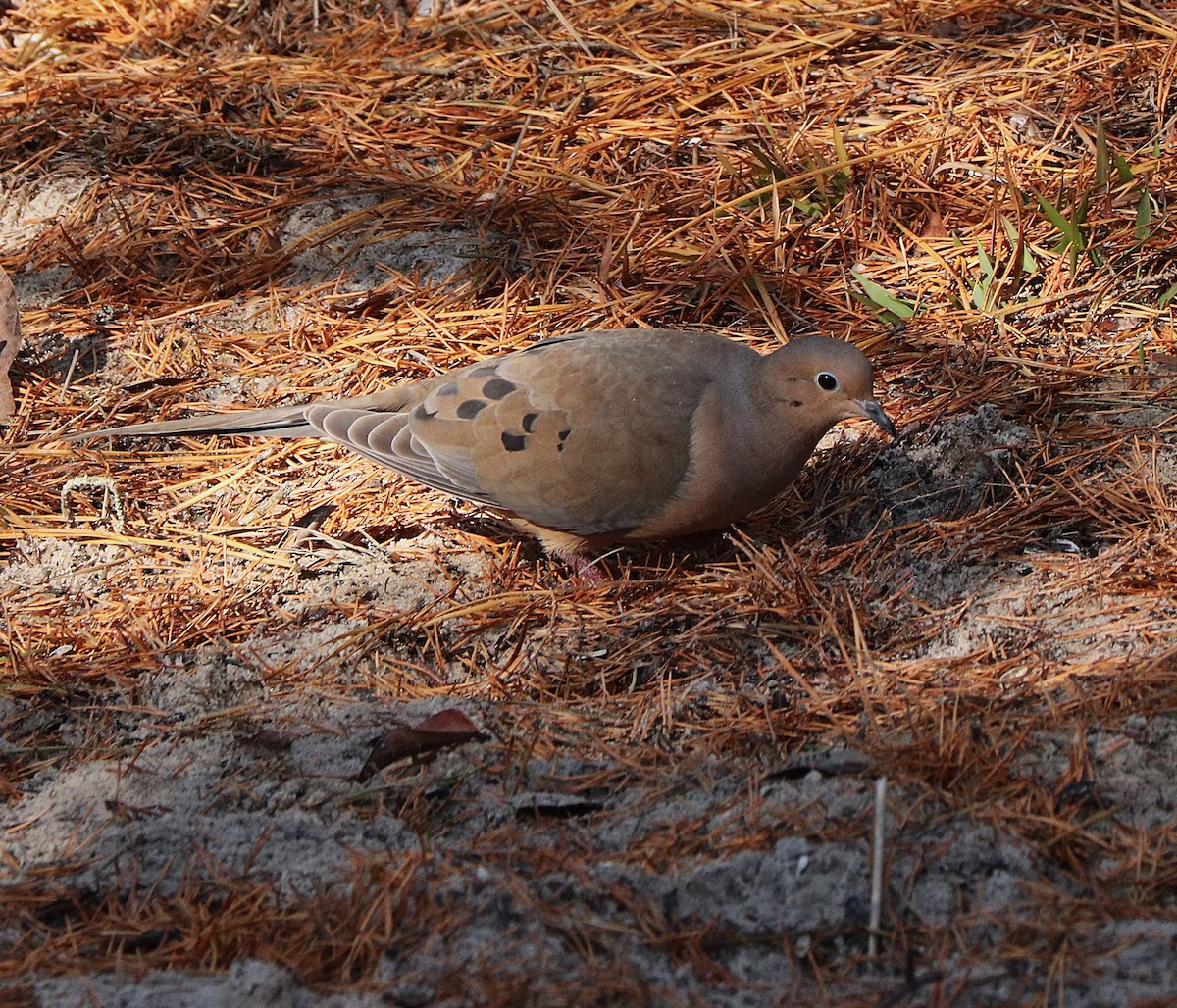 Mourning Dove - ML646141359