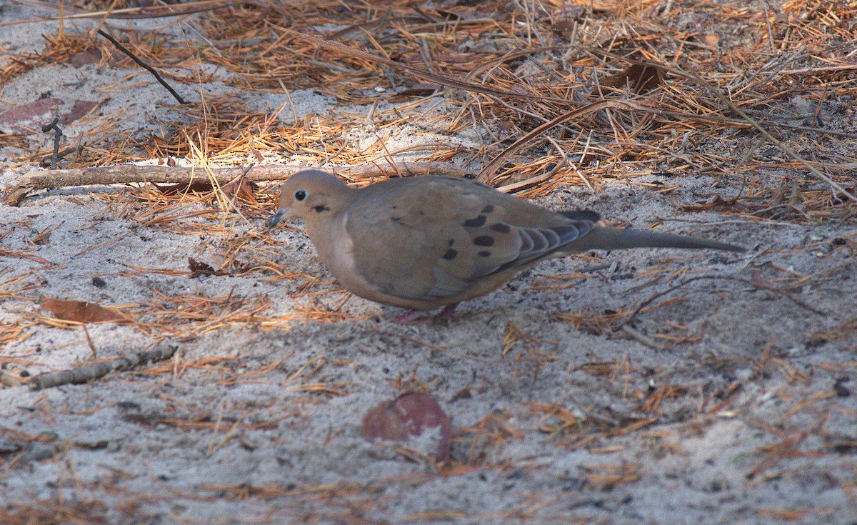 Mourning Dove - ML646141360