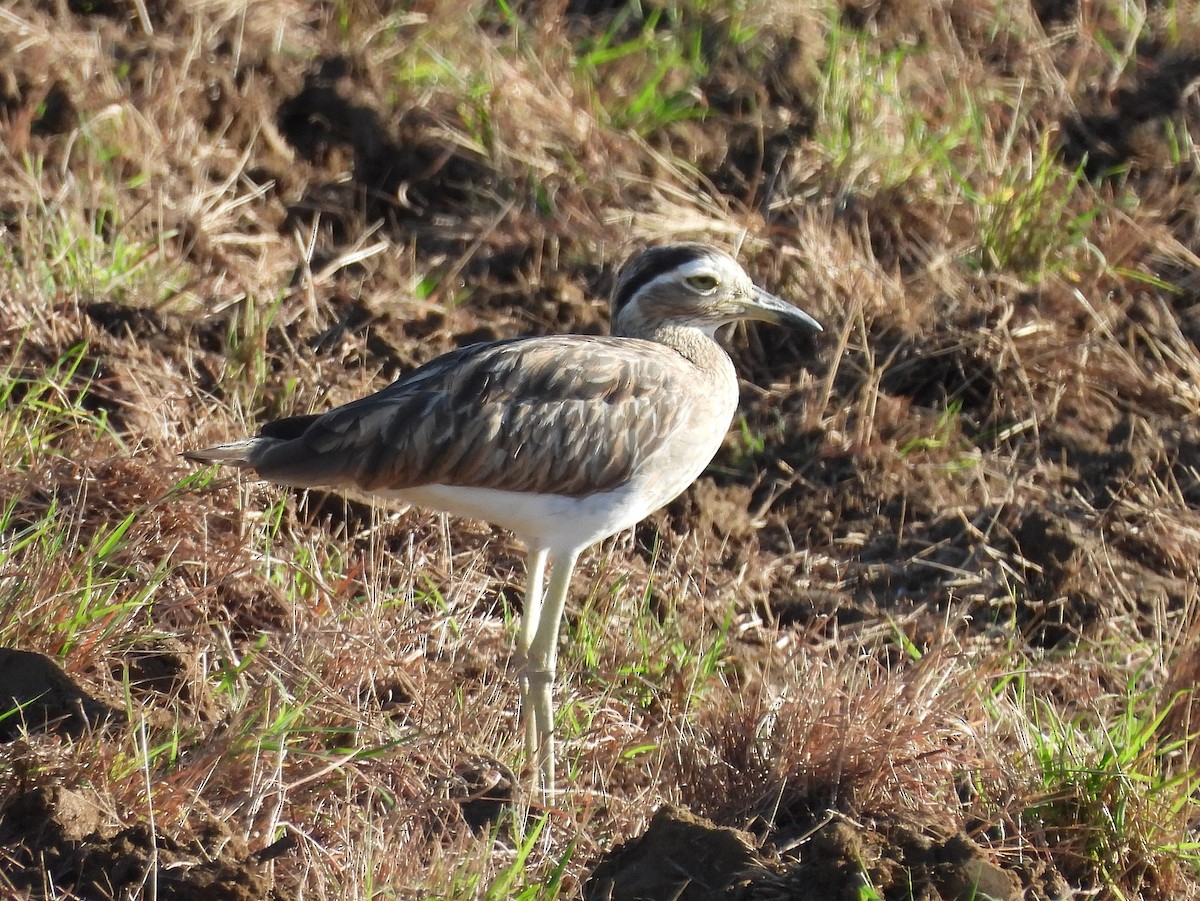 Double-striped Thick-knee - ML646141361