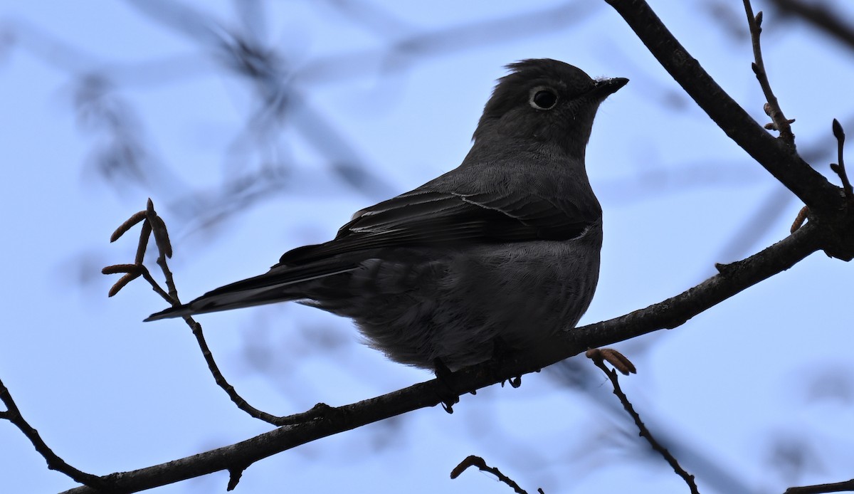 Townsend's Solitaire - ML646141363
