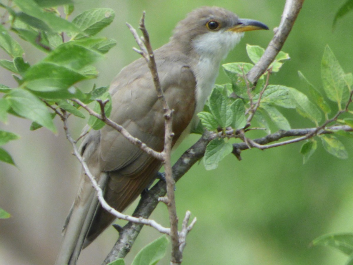 Желтоклювая пиайя - ML646141373