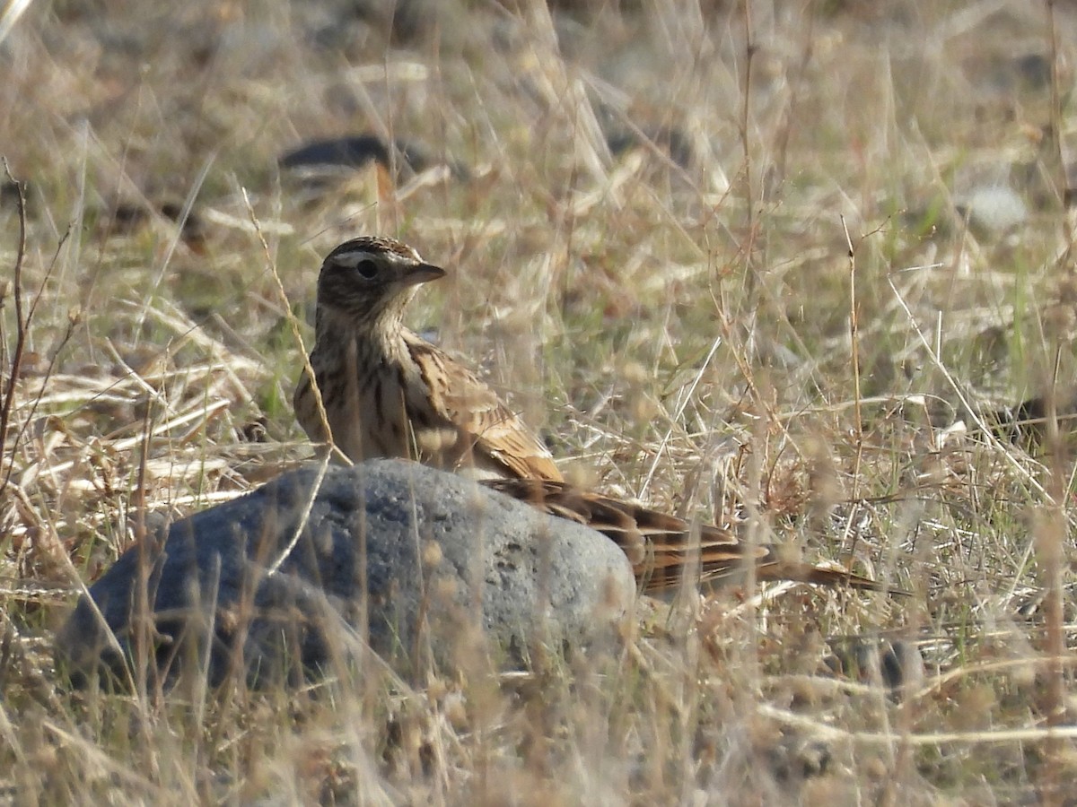 Eurasian Skylark - ML646141374