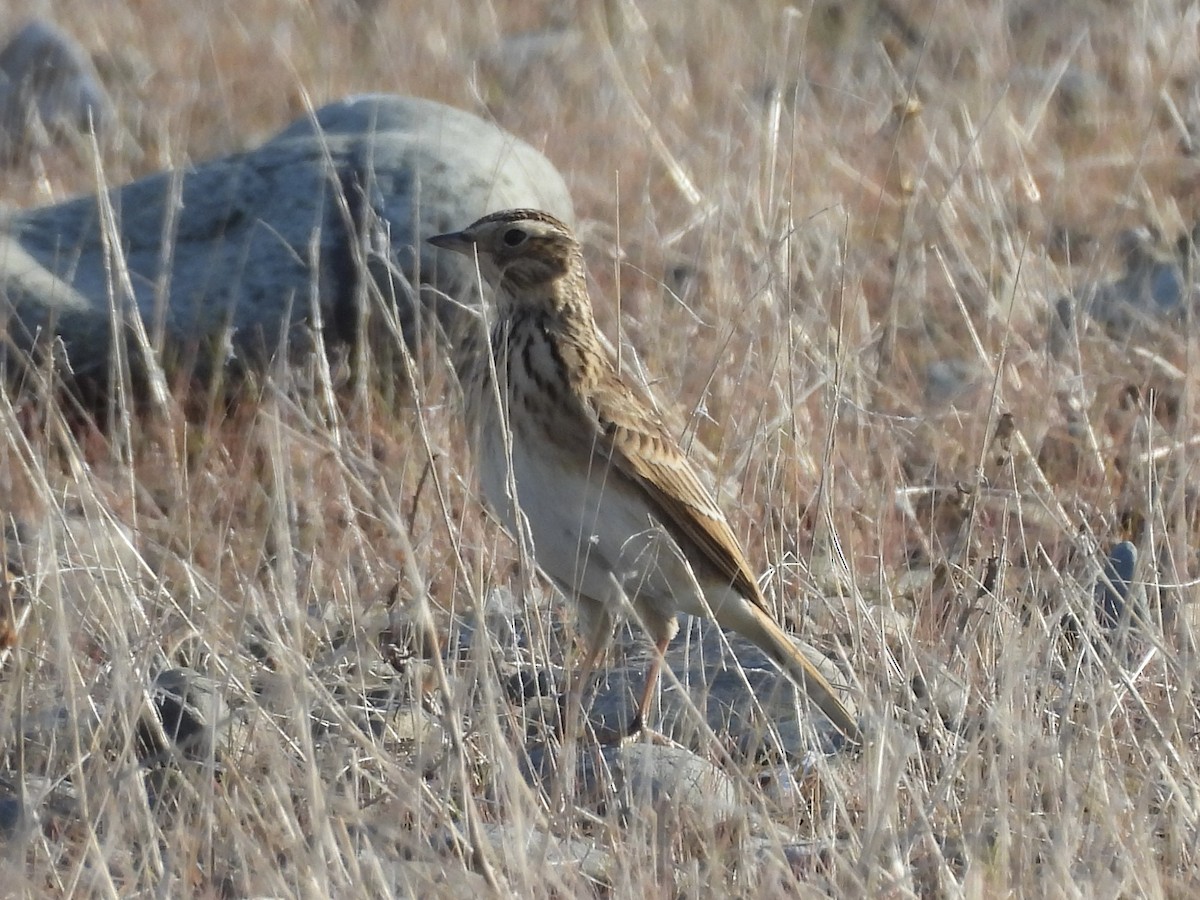 Eurasian Skylark - ML646141375