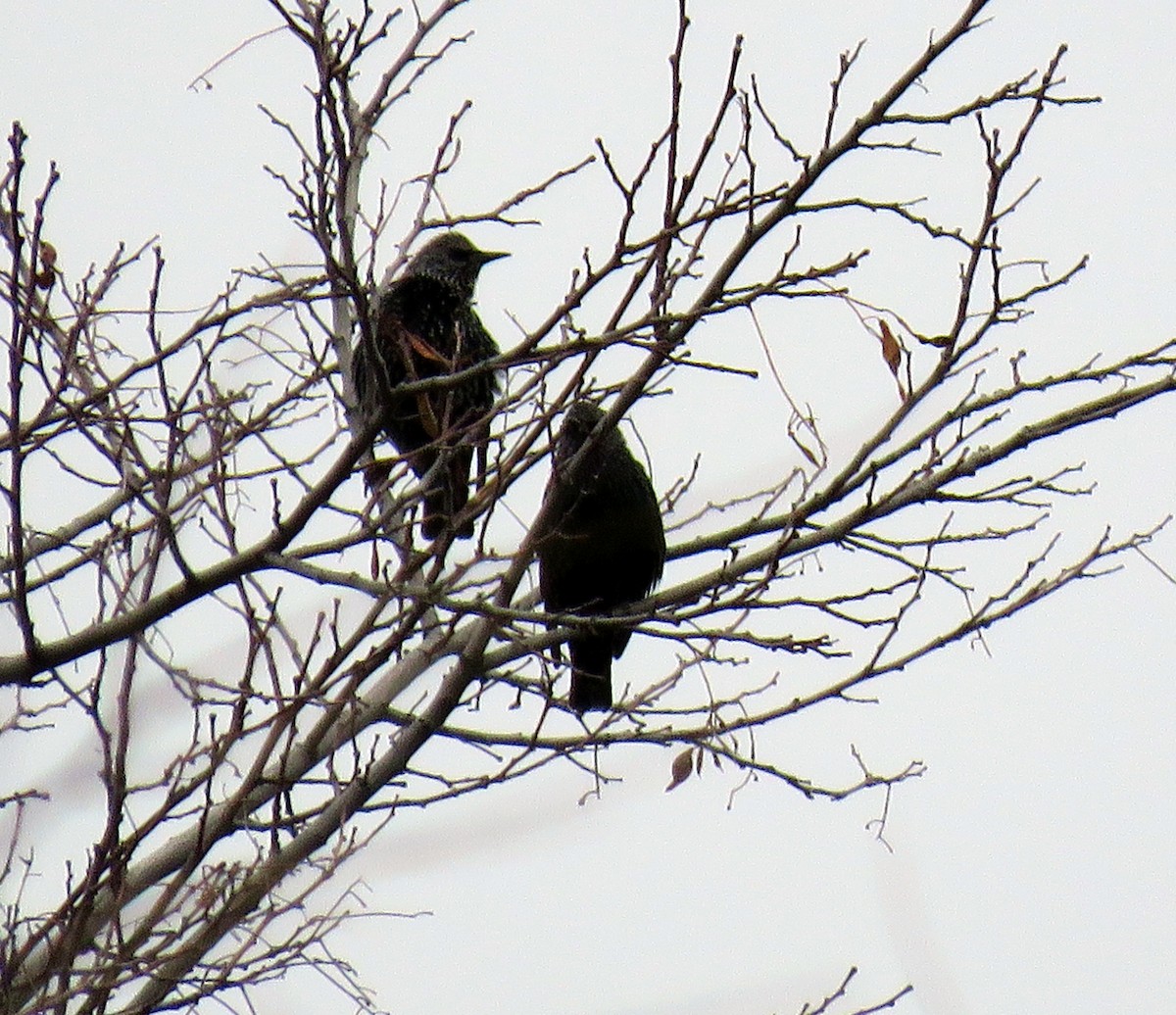 špaček obecný - ML646141377