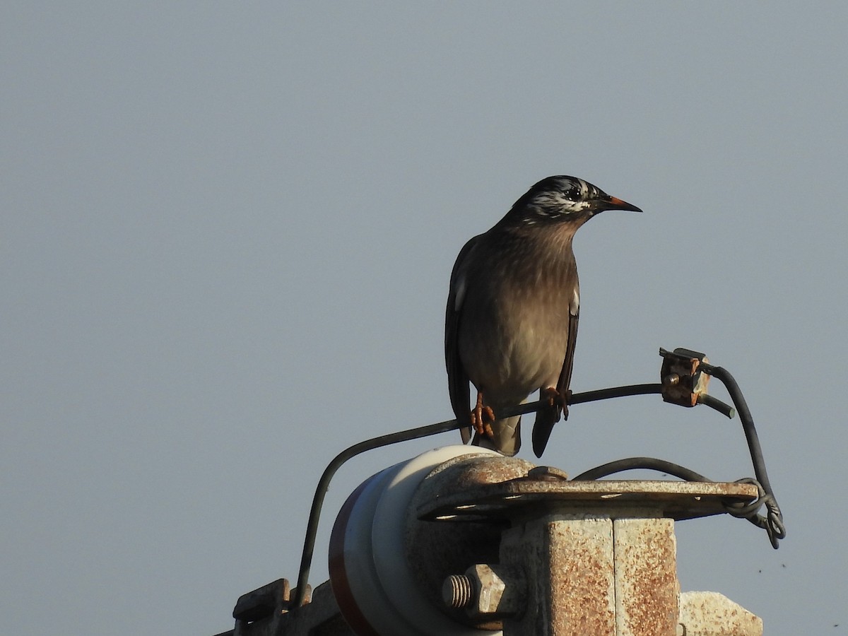 White-cheeked Starling - ML646141390