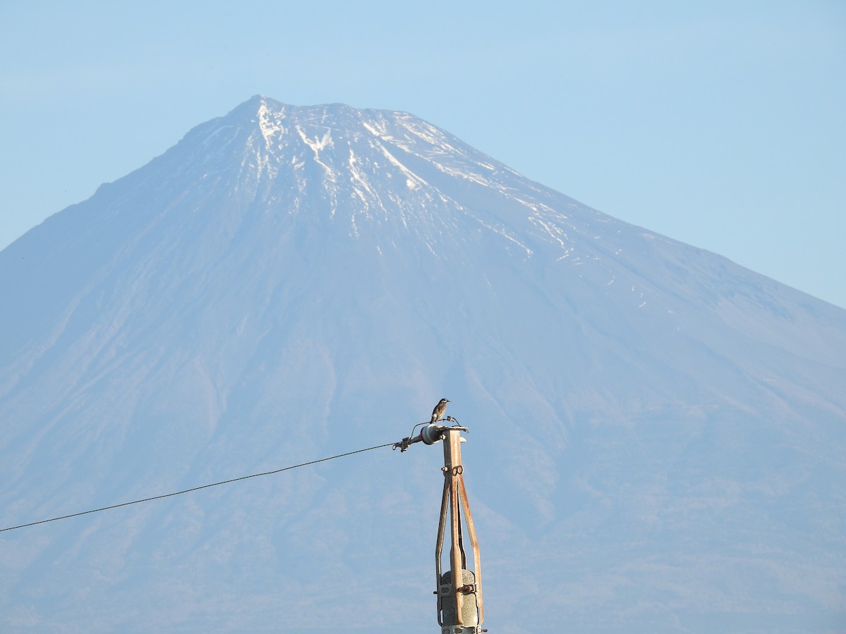 White-cheeked Starling - ML646141393