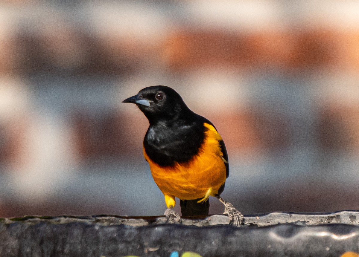 Black-vented Oriole - ML646141399